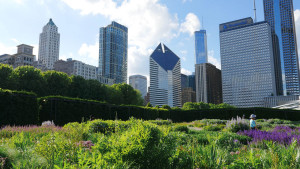 things to do in chicago