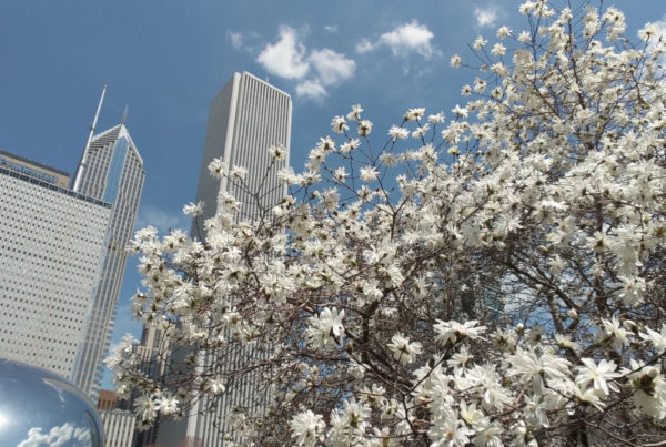 Things to Do in Chicago in May