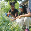 Urban Farming Chicago