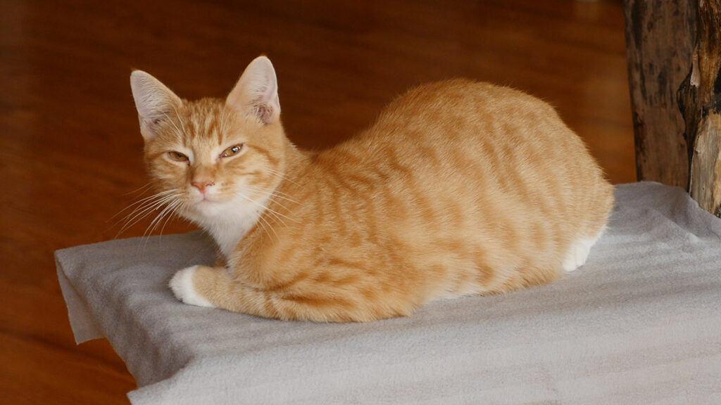 The Catcade Cat Cafe Chicago